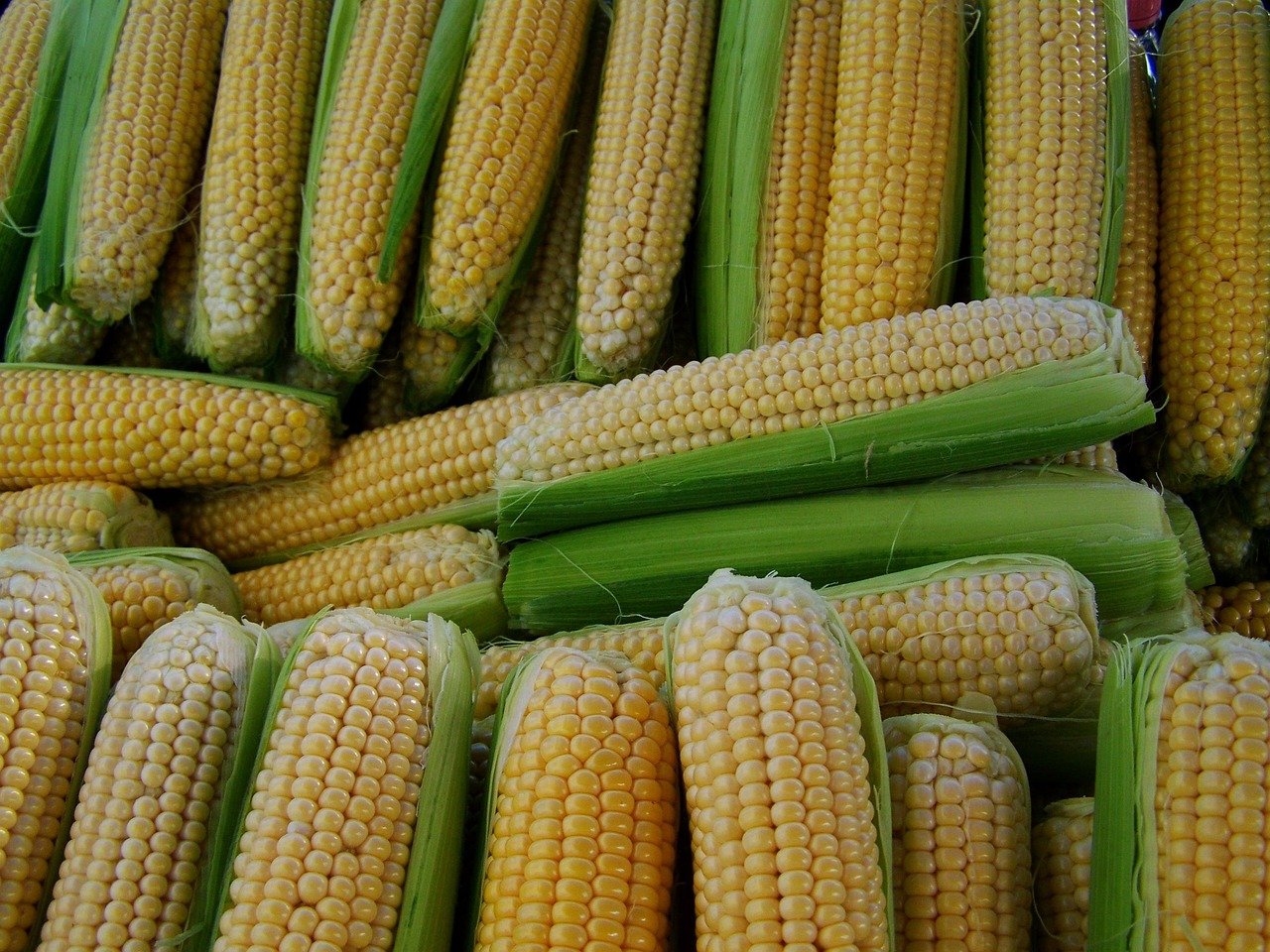 corn, delicacy, food, corn, corn, corn, corn, corn